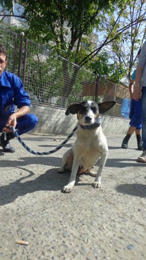 მეტისი უსახელო