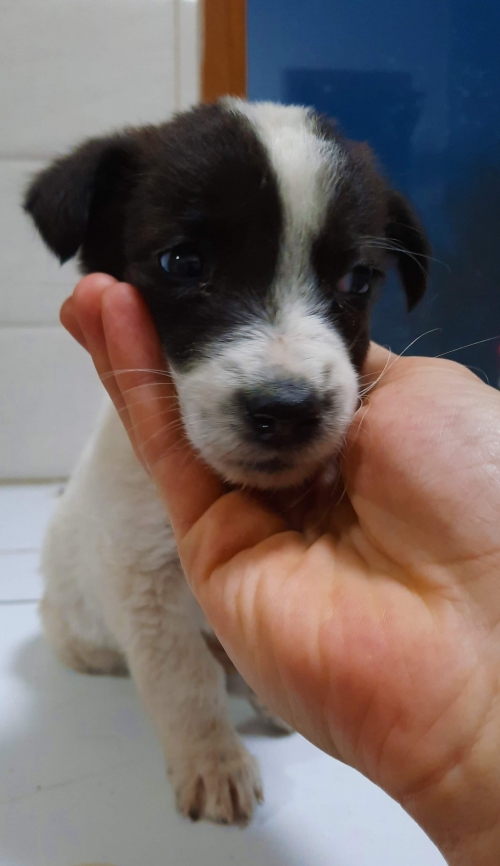 მეტისი უსახელო