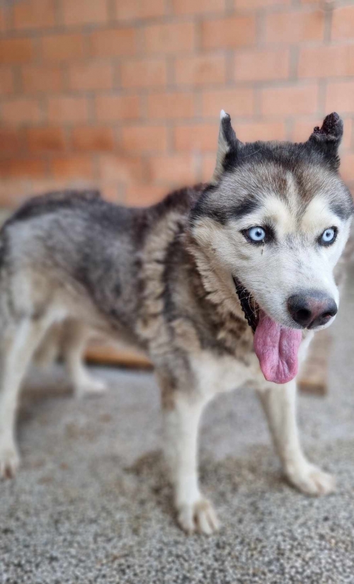 ლაიკა კლარა. დიღმის მასივი