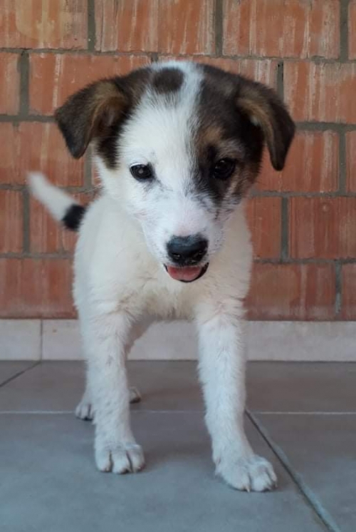 მეტისი უსახელო