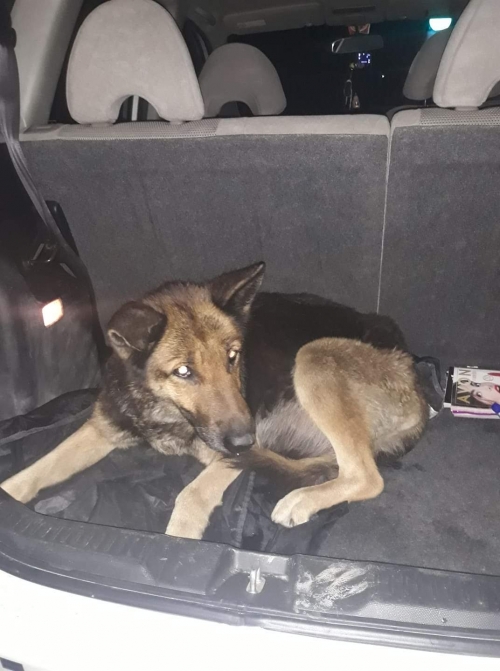 მეტისი უსახელო