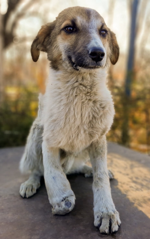 მეტისი გუდაური