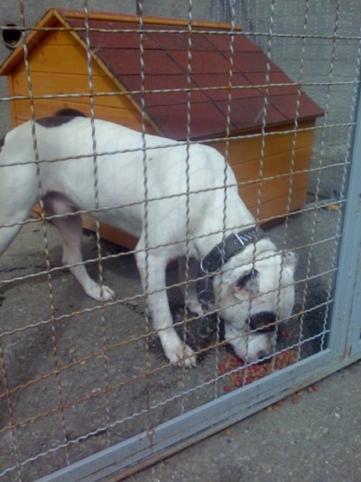 * გაჩუქებულები