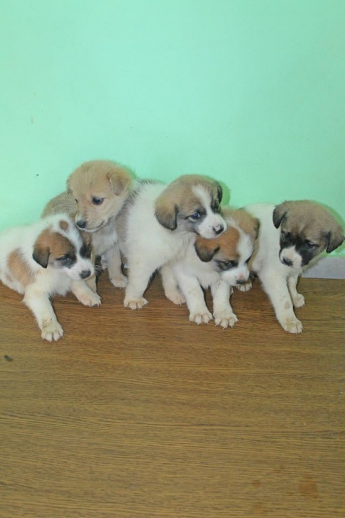 მეტისის ლეკვები უსახელო