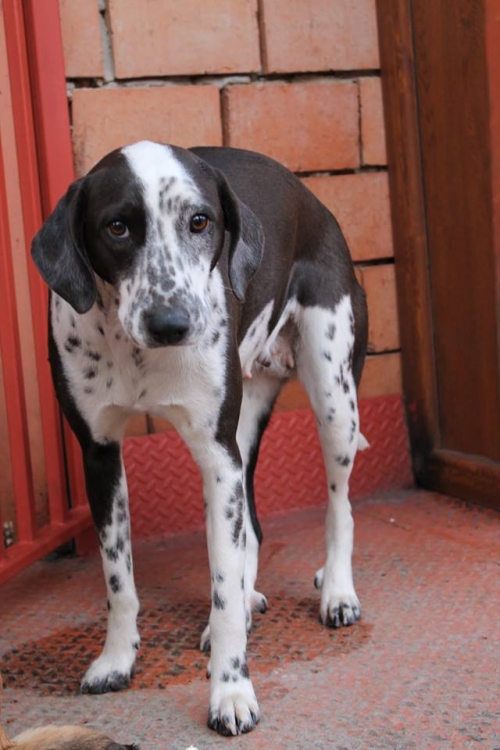 მეტისი ჩუდო