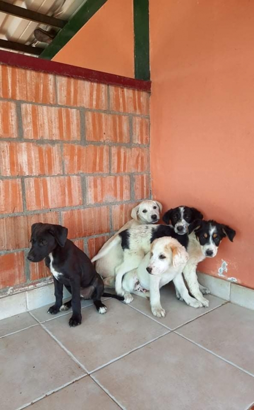 მეტისი ნუცუბიძეს პლატო