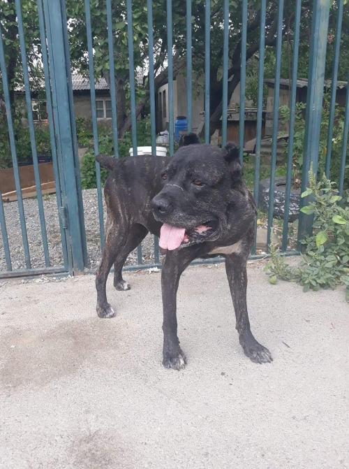 კანე კორსო უსახელო