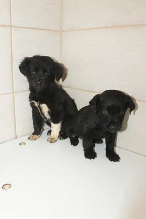 მეტისი უსახელო