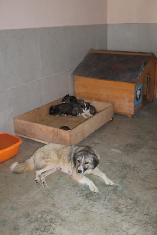 ქართული ქოფაკი უსახელო