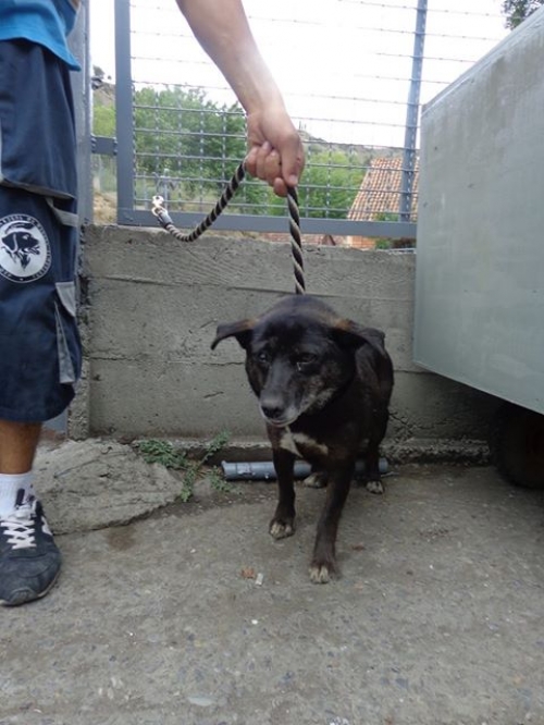 მეტისი ნიკი