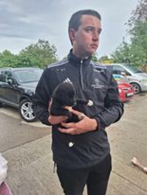 მეტისი კოჯორი