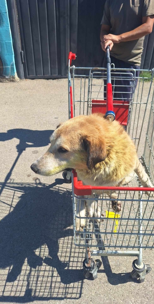 მეტისი ზემო ფონიჭალა