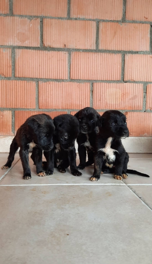 მეტისი ქვემო ფონიჭალა