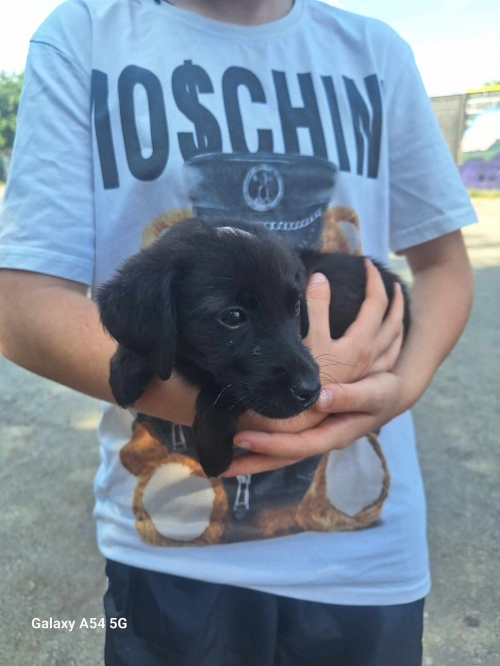 მეტისი ვარკეთილი