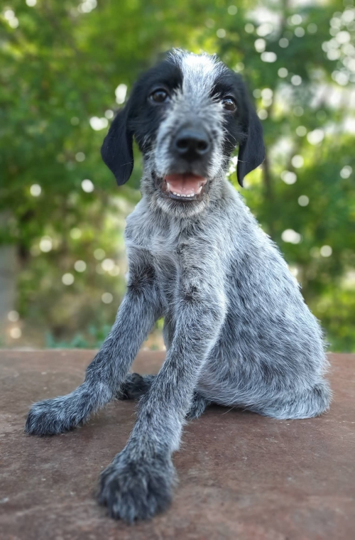 მეტისი დიღომი მირიან მეფის ქუჩა