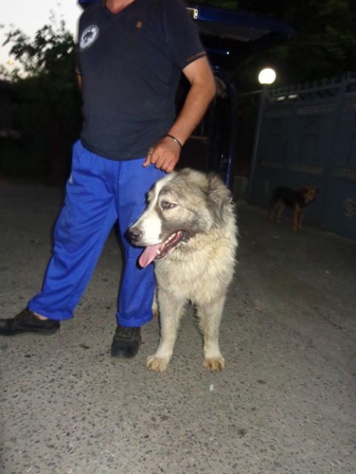 ქართული ნაგაზი ბუთა