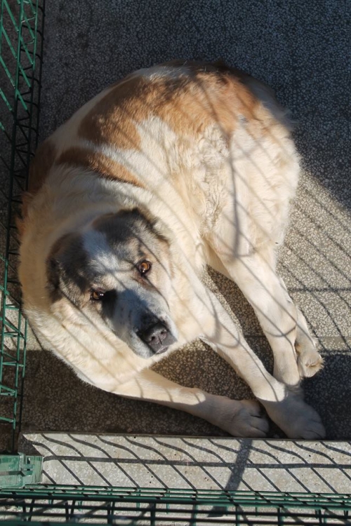 ქართული ნაგაზი ბომბორა