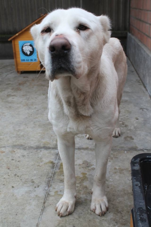 ქართული ნაგაზი უსახელო