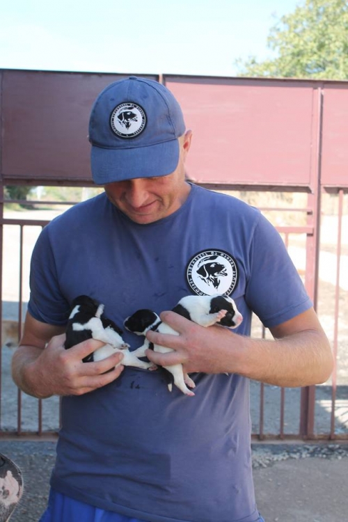 მეტისის ლეკვები უსახელო