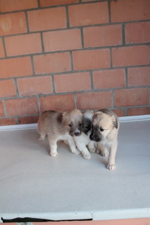 მეტისის ლეკვები უსახელო