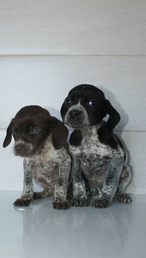 კურცხაარი უსახელო