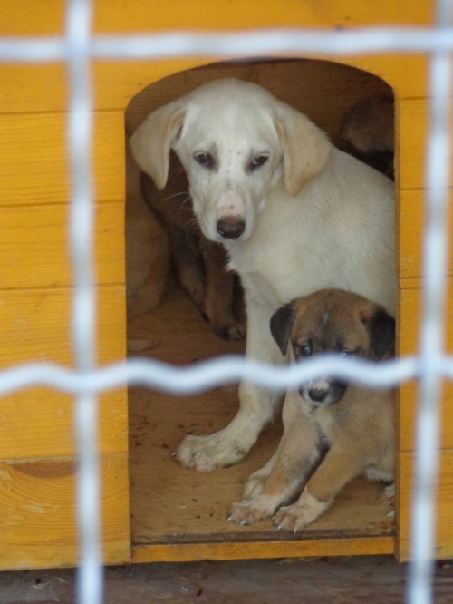 მეტისი უსახელო