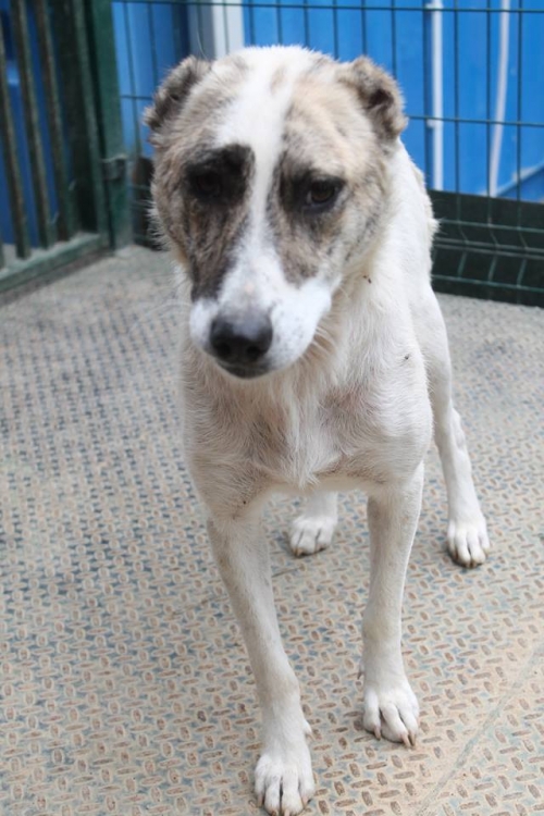 ქართული ქოფაკი უსახელო