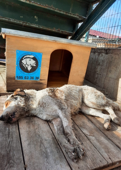 ქართული ქოფაკი უსახელო