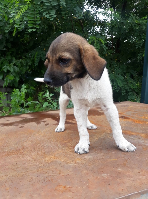 მეტისი მუხიანი მე 4 მკ'