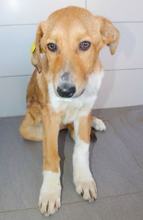 მეტისი უსახელო