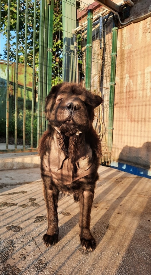 შარპეი კაიროზე თავშესაფართან დატოვეს