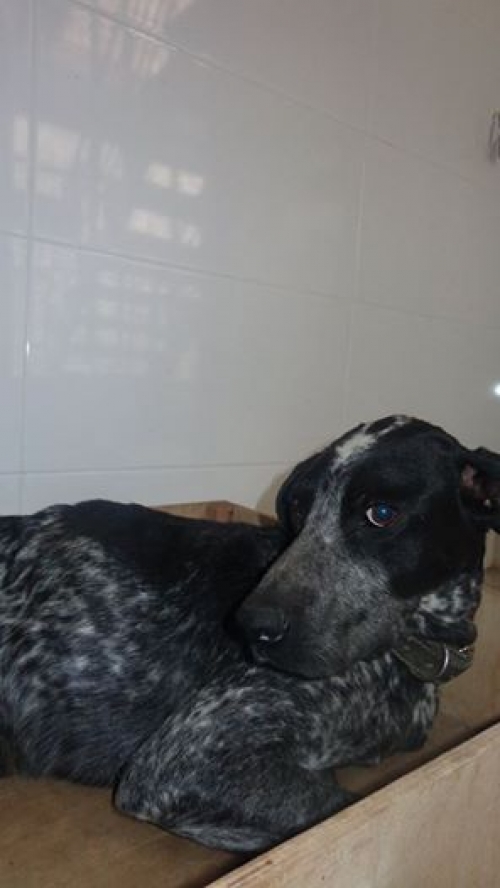 პოინტერი უსახელო