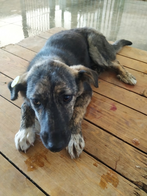 მეტისი დუდუ, ავჭალა ბეტონის ქარხანა