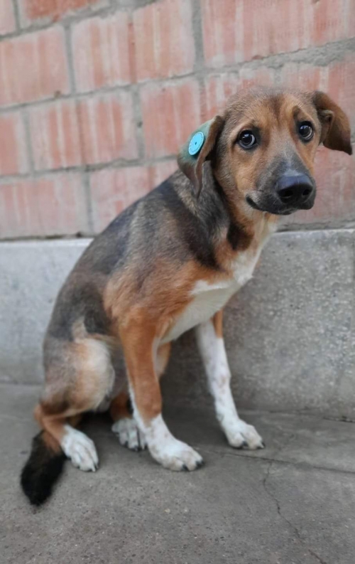 მეტისი უსახელო