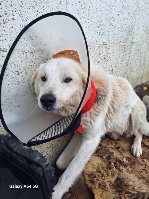 მეტისი უსახელო