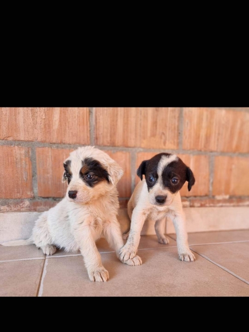 მეტისი იპოვა უცხოელმა