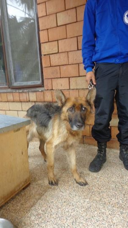 გერმანული ნაგაზი უცნობი