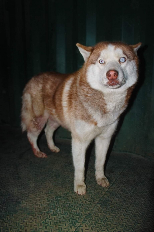 ლაიკა უსახელო