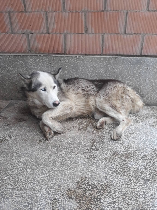 ლაიკა ორხევი