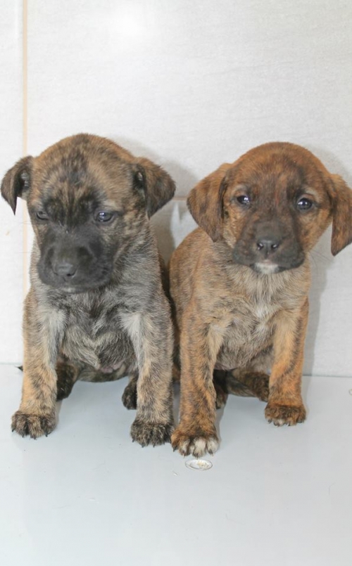 მეტისის ლეკვები უსახელო