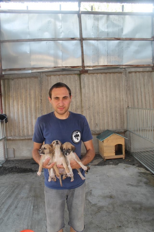 მეტისის ლეკვები უსახელო