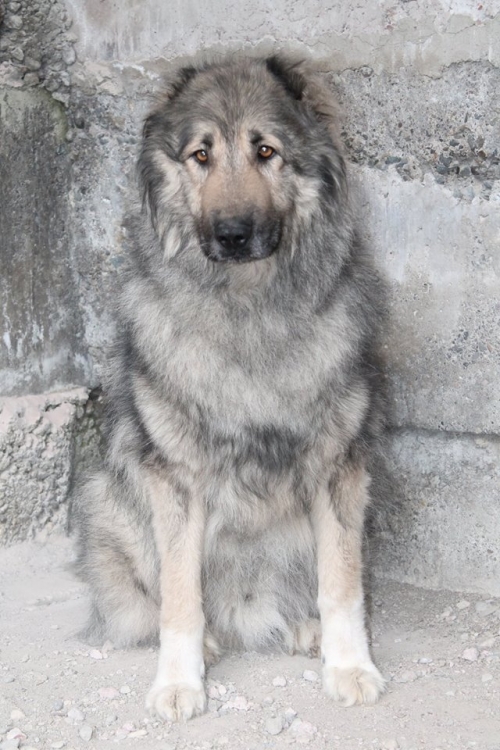 ქართული ნაგაზი უსახელო