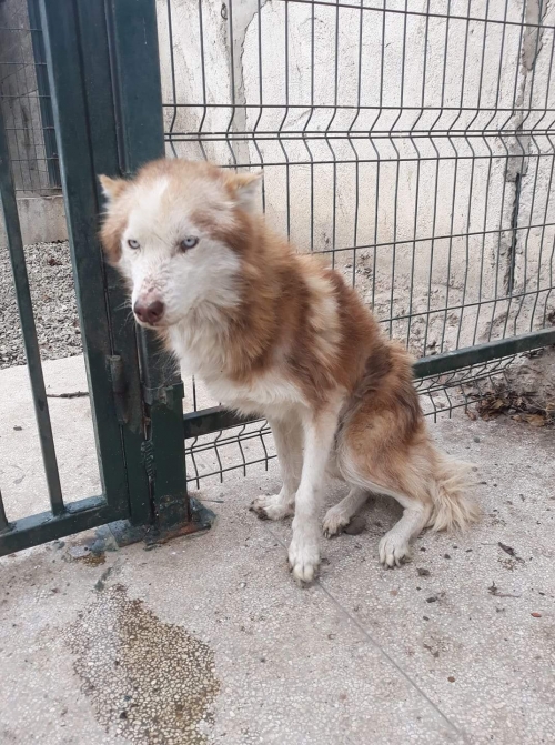 ლაიკა უსახელო