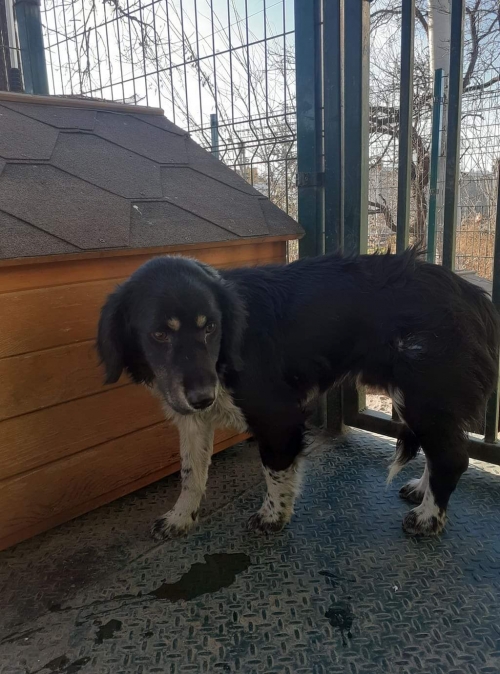 რუსული კოკერ სპანელი უსახელო