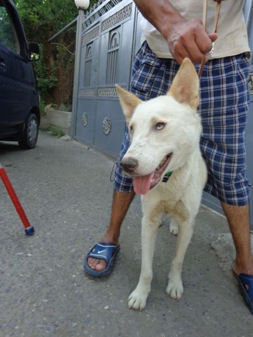 ლაიკა უსახელო