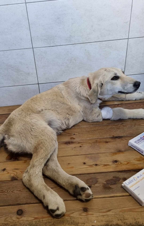 მეტისი ლილუ,, ფასანაური