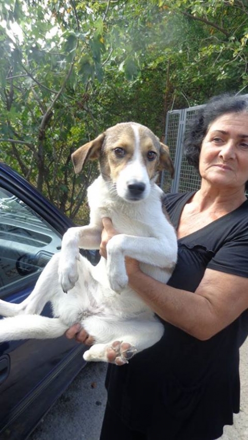 მეტისი უსახელო