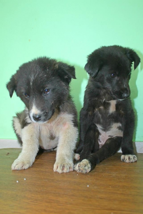 მეტისის ლეკვები უსახელო