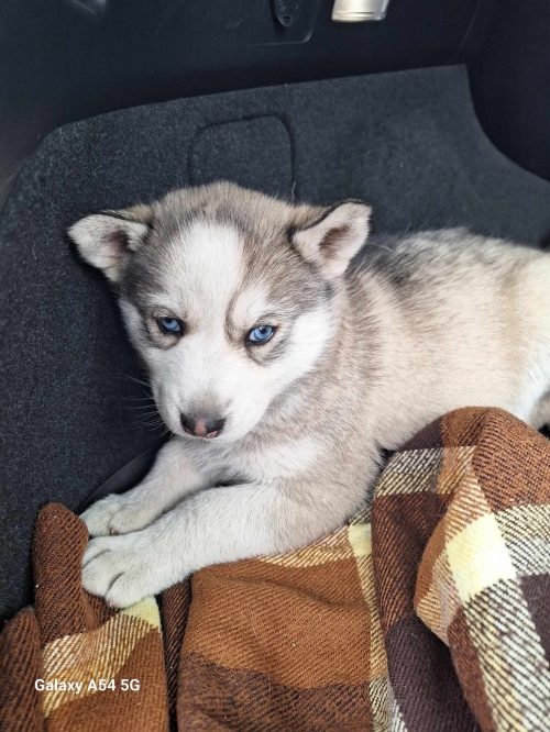 ლაიკა უსახელო