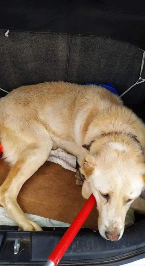 ქართული ნაგაზი ტაბახმელა